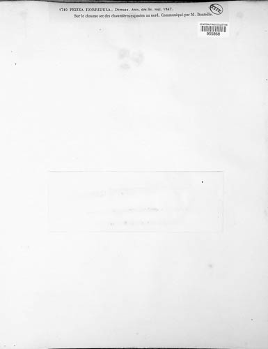 Trichopezizella horridula image